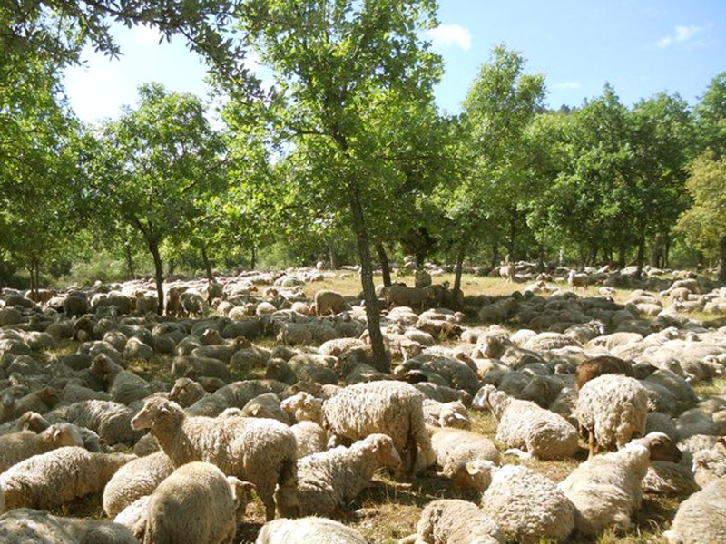 Pastoralisme dans les Maures